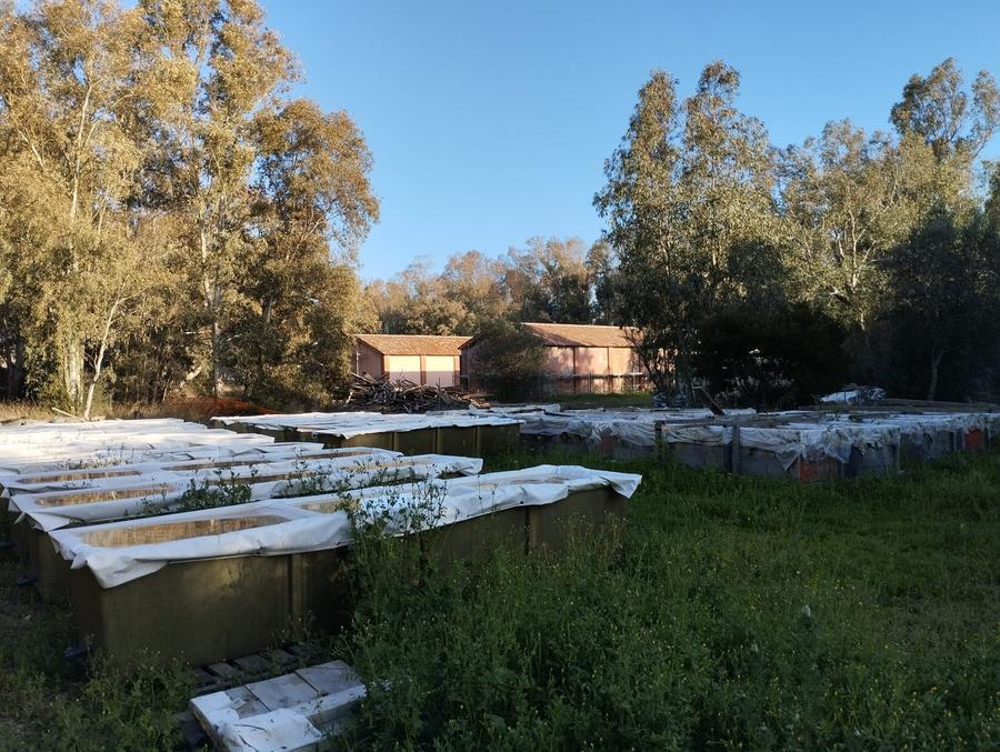 
	Le casse abbandonate contenenti i resti delle navi romane nell'ex Artiglieria

