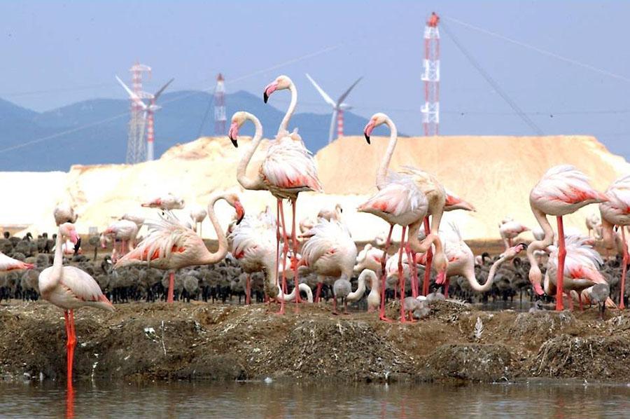 
	Le saline Conti Vecchi, a Cagliari

