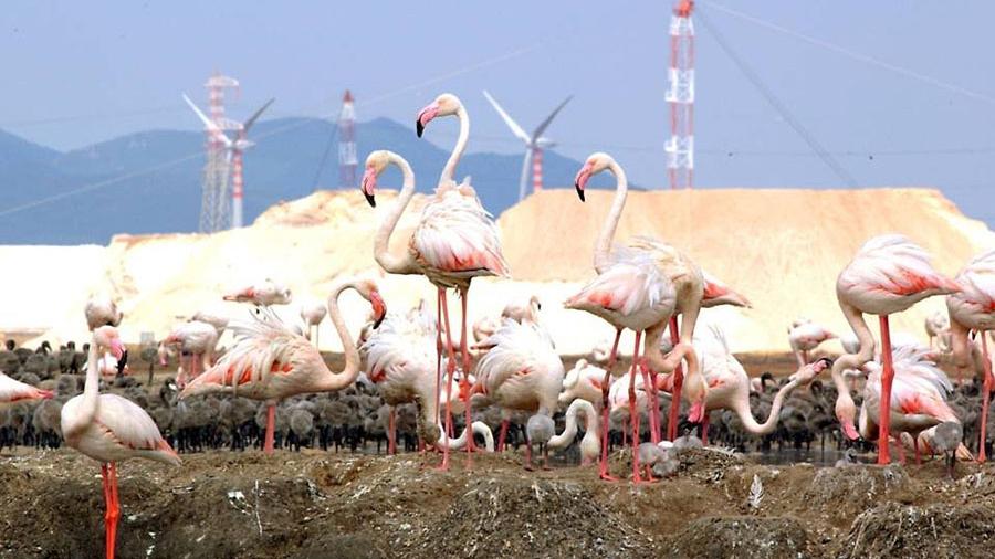 Le saline Conti Vecchi, a Cagliari
