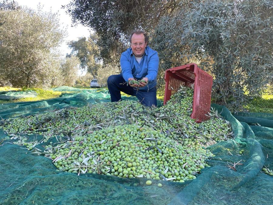 Nicola Solinas guida l'Azienda olivicola di Villacidro "Masoni Becciu"