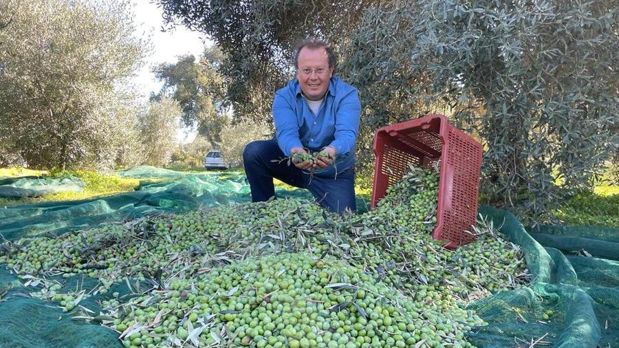 Nicola Solinas guida l'Azienda olivicola di Villacidro "Masoni Becciu"