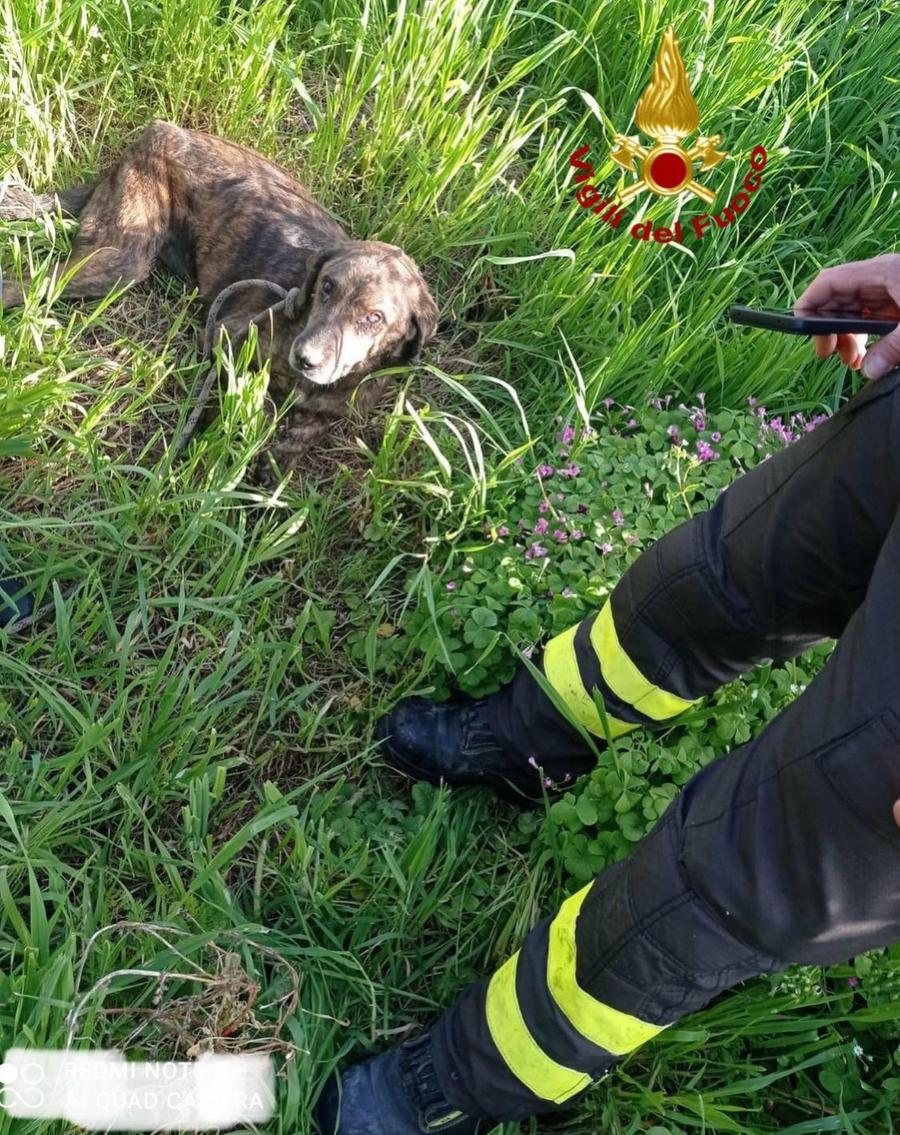 Bono, un cagnolino finisce in una voragine: salvato dai vigili del fuoco