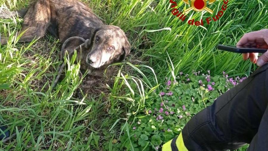 Bono, un cagnolino finisce in una voragine: salvato dai vigili del fuoco