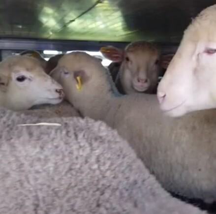 Agnelli stipati e a disagio nel camion. Blitz in un’area di sosta a Ferrara