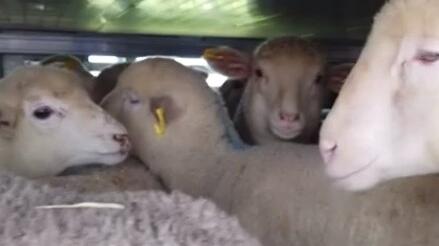 Agnelli stipati e a disagio nel camion. Blitz in un’area di sosta a Ferrara