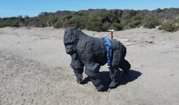 
	Il Gorilla in spiaggia (Foto di Enzo Russo)

