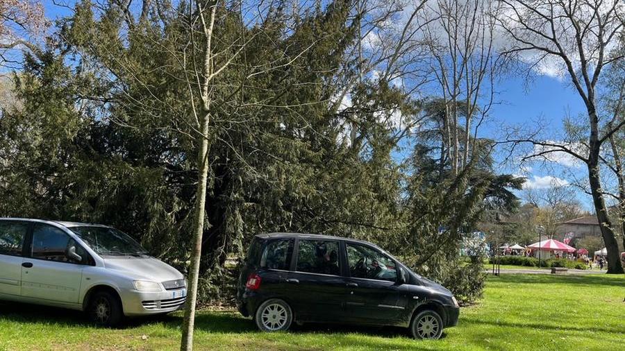 Ferrara, un sondaggio per dare un nome al cedro del Libano