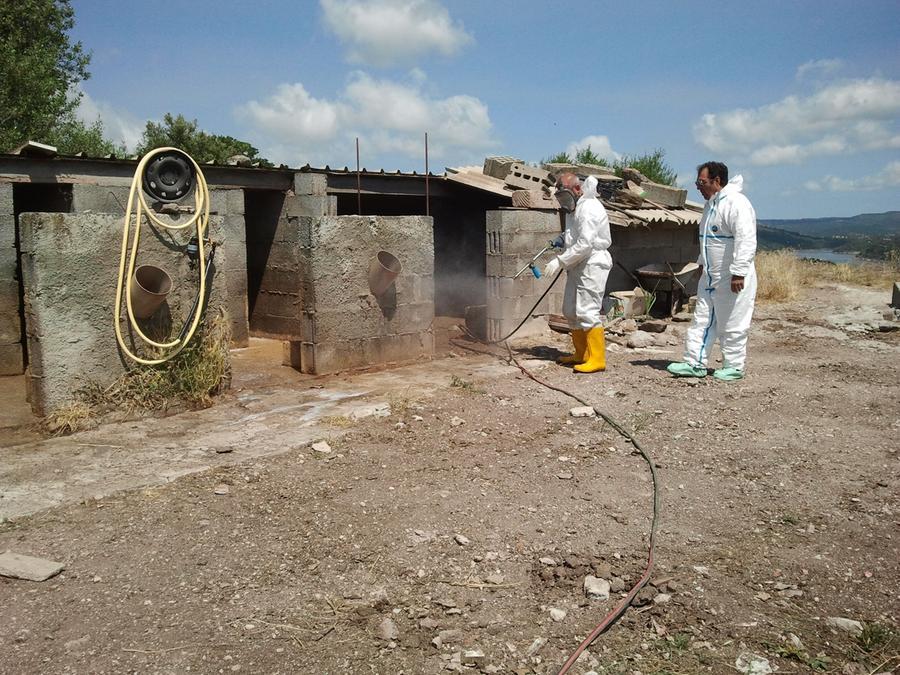 
	Veterinari impegnati nella bonifica di un focolaio di peste suina africana

