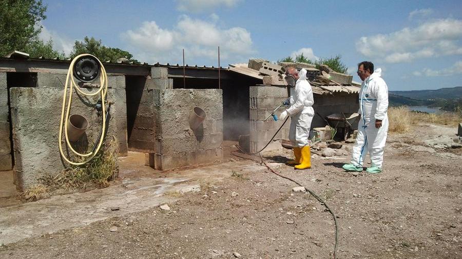 
	Veterinari impegnati nella bonifica di un focolaio di peste suina africana


