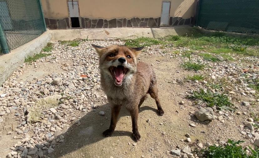 Bonassai, il regno degli animali selvatici