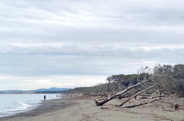 Lo schermo della duna da anni è stato cancellato e i pini marittimi che si sono ritrovati in prima linea sono inadatti a resistere all’azione del mare e alla salsedine
