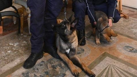 Lucca, vigili a quattro zampe: con Rey e Quark nasce l’unità cinofila