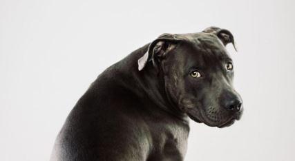 La Croce Verde apre alla cremazione degli animali da compagnia