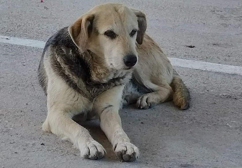 Tempio, la cagnolina della Zir uccisa a fucilate. «Gesto atroce, la coccolavano tutti»
