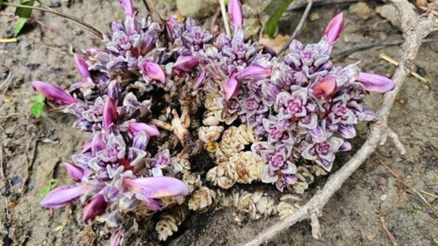 
	La pianta rara ricomparsa sul Magra dopo 100 anni

