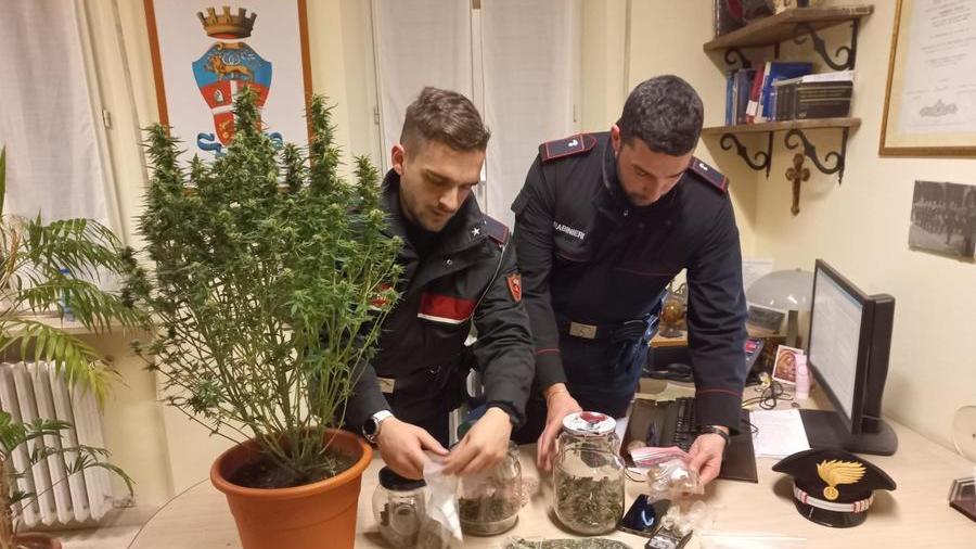 Villa Minozzo: in casa due etti di droga e una pianta di marijuana nell’armadio, arrestato