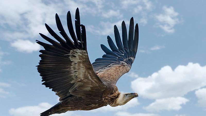 Dalla Spagna arrivati 21 grifoni per ripopolare il sud Sardegna