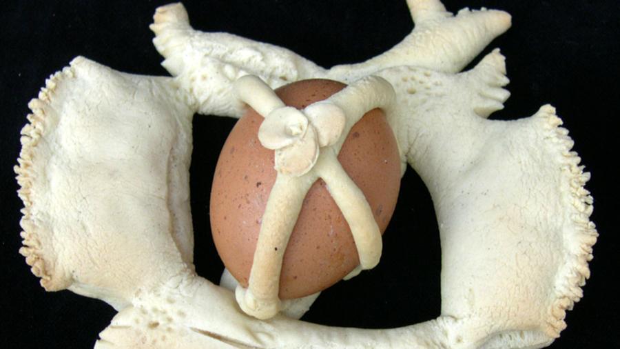 Sa lottura de s’ou e su puzone de Pasca: l’uovo nel pane simbolo di vita e fortuna