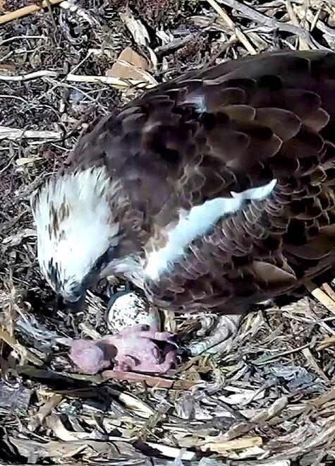 Il falco pescatore salvo a Porto Conte