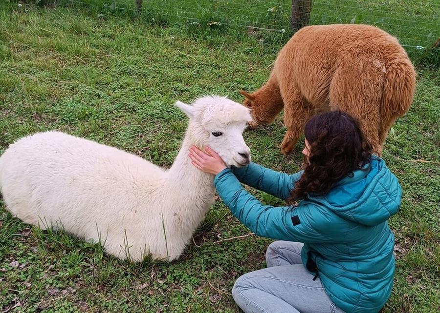 I tre alpaca arrivati a Santa Maria Codifiume. Il 7 aprile la partenza del progetto