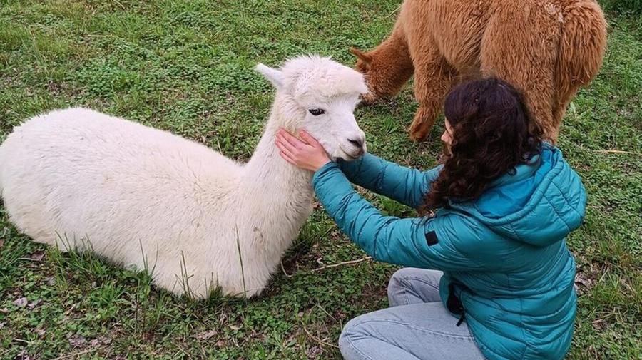 I tre alpaca arrivati a Santa Maria Codifiume. Il 7 aprile la partenza del progetto