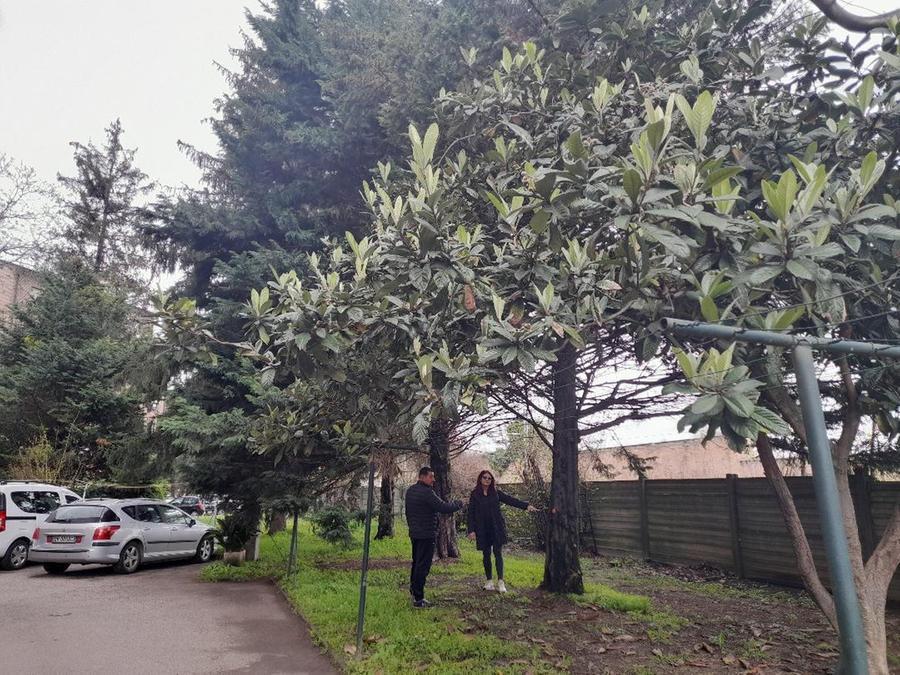 Sono troppo vicini alla ferrovia: «Quei 19 alberi vanno abbattuti»