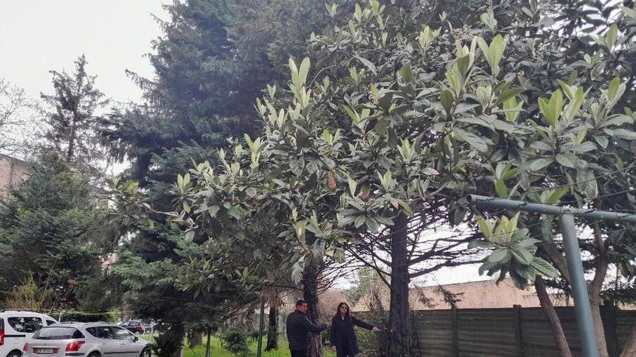 Sono troppo vicini alla ferrovia: «Quei 19 alberi vanno abbattuti»