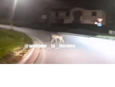 
	Uno dei due lupi filmati a Montelupo

