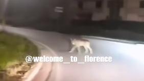 Uno dei due lupi filmati a Montelupo