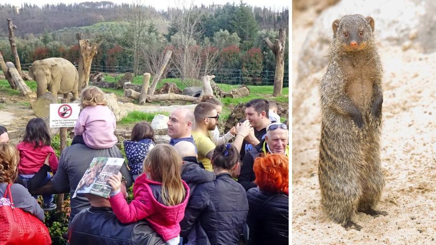 Zoo di Pistoia, al via i lavori per il raddoppio: i tempi e gli interventi. E arriva una nuova specie