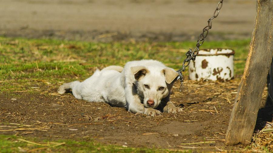 Mai più cani alla catena in Toscana: «Obiettivo garantire il loro benessere»