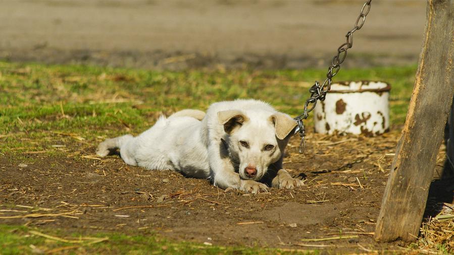 Mai più cani alla catena in Toscana: «Obiettivo garantire il loro benessere»
