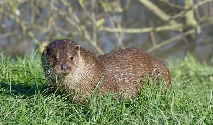 La lontra torna in Toscana dopo 40 anni di assenza