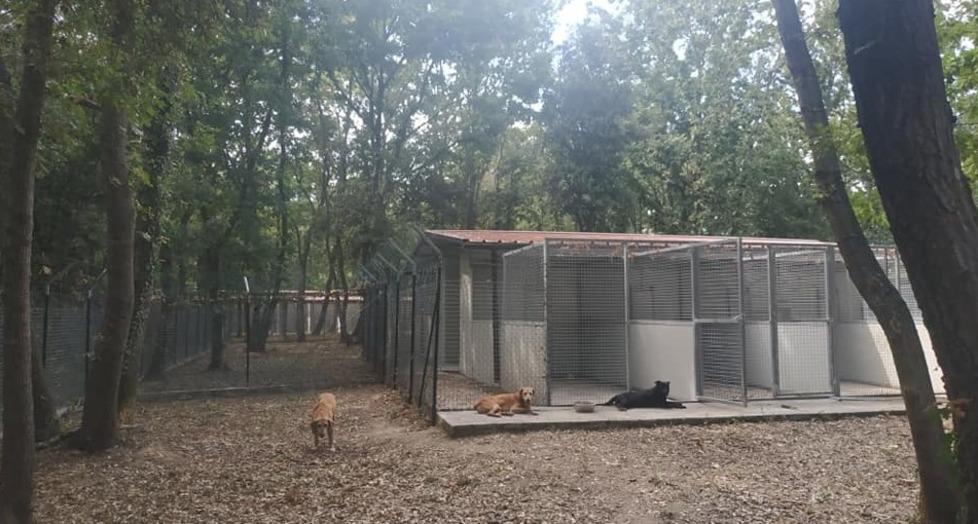Il canile comunale di Livorno e l’impegno per gli animali: «L’obiettivo è far scattare la scintilla con chi li adotterà»