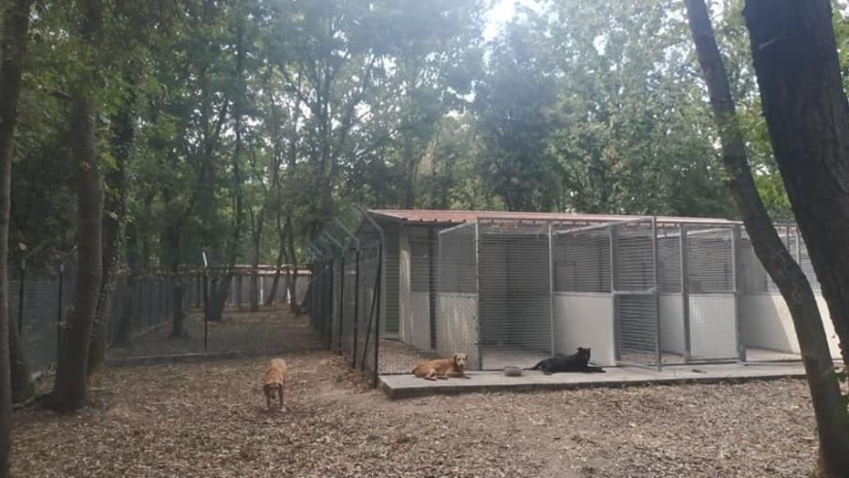 Il canile comunale di Livorno e l’impegno per gli animali: «L’obiettivo è far scattare la scintilla con chi li adotterà»