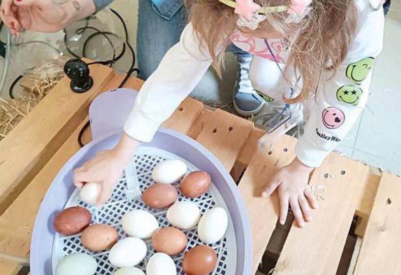 Ferrara, i pulcini nasceranno nell’asilo: l’attesa tra scoperte ed entusiasmo