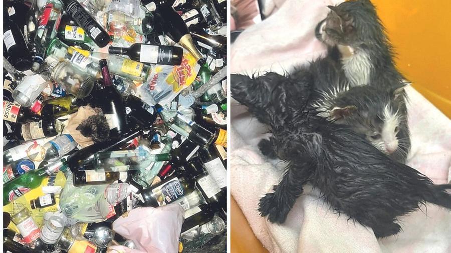 
	I gattini dentro al cassonetto e dopo essere stati salvati

