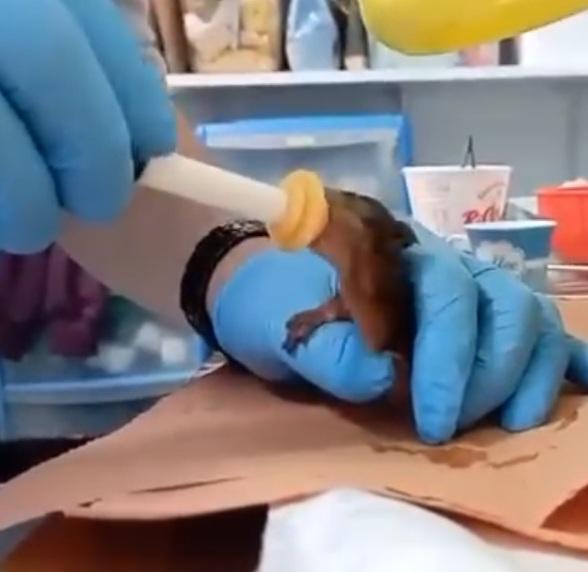 Polesella, salvati gli scoiattoli Cip e Ciop