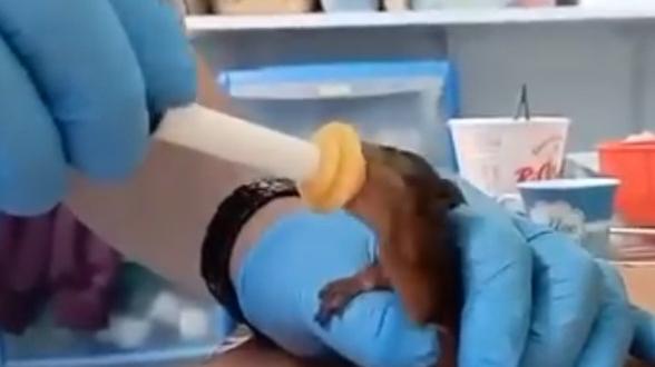 Polesella, salvati gli scoiattoli Cip e Ciop