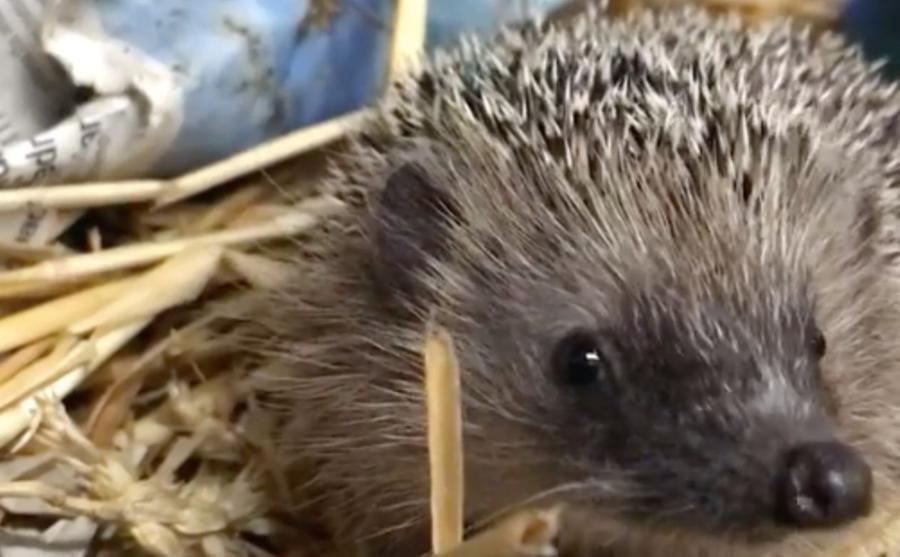 Livorno, cucciolo di riccio salvato: in primavera tanti soccorsi ai piccoli degli animali selvatici