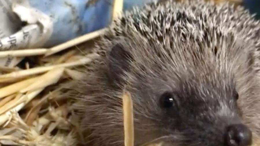 Livorno, cucciolo di riccio salvato: in primavera tanti soccorsi ai piccoli degli animali selvatici