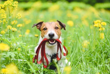 Passeggiare con il nostro Fido diventi un momento che fa star bene entrambi