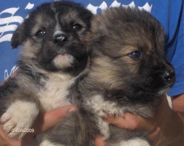bullo e birillo (cani per rubrica) Bullo e Birillo