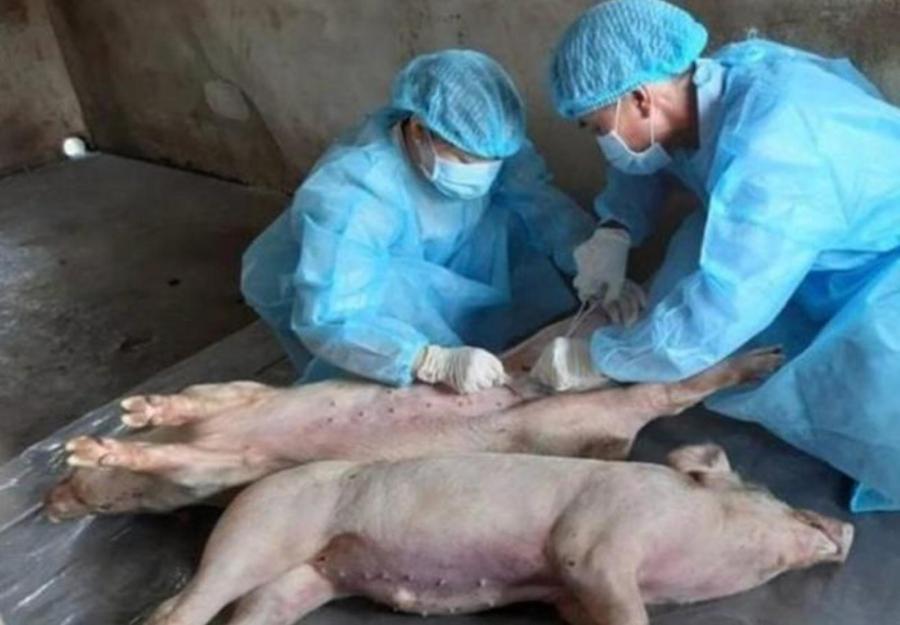 Medici veterinari “dimenticati”, il caso Sardegna finisce in Parlamento
