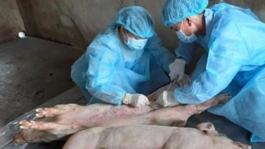Medici veterinari “dimenticati”, il caso Sardegna finisce in Parlamento