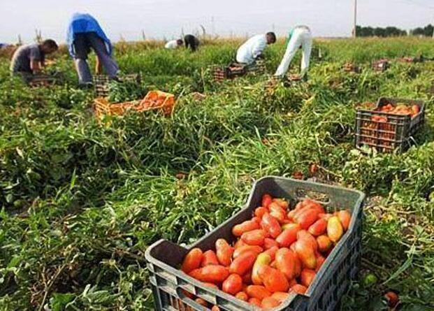 Caporalato e false fatture Le piaghe della Maremma