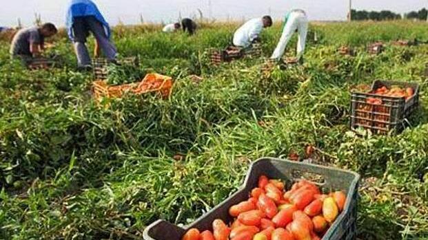 Caporalato e false fatture Le piaghe della Maremma