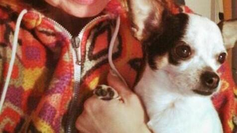 «Due pit bull hanno rotto la rete e sbranato la mia chihuahua»
