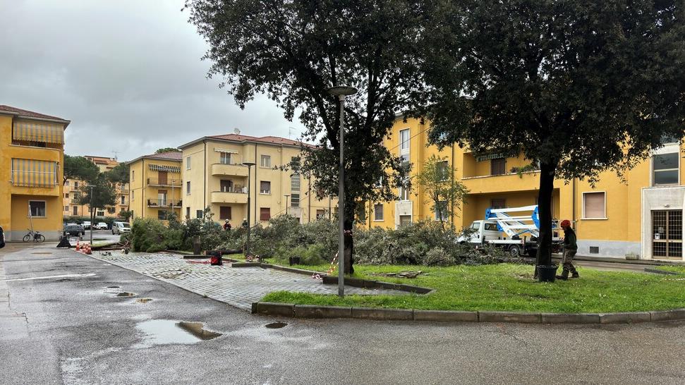 L’abbattimento degli alberi avvenuto nel piazzale Genova