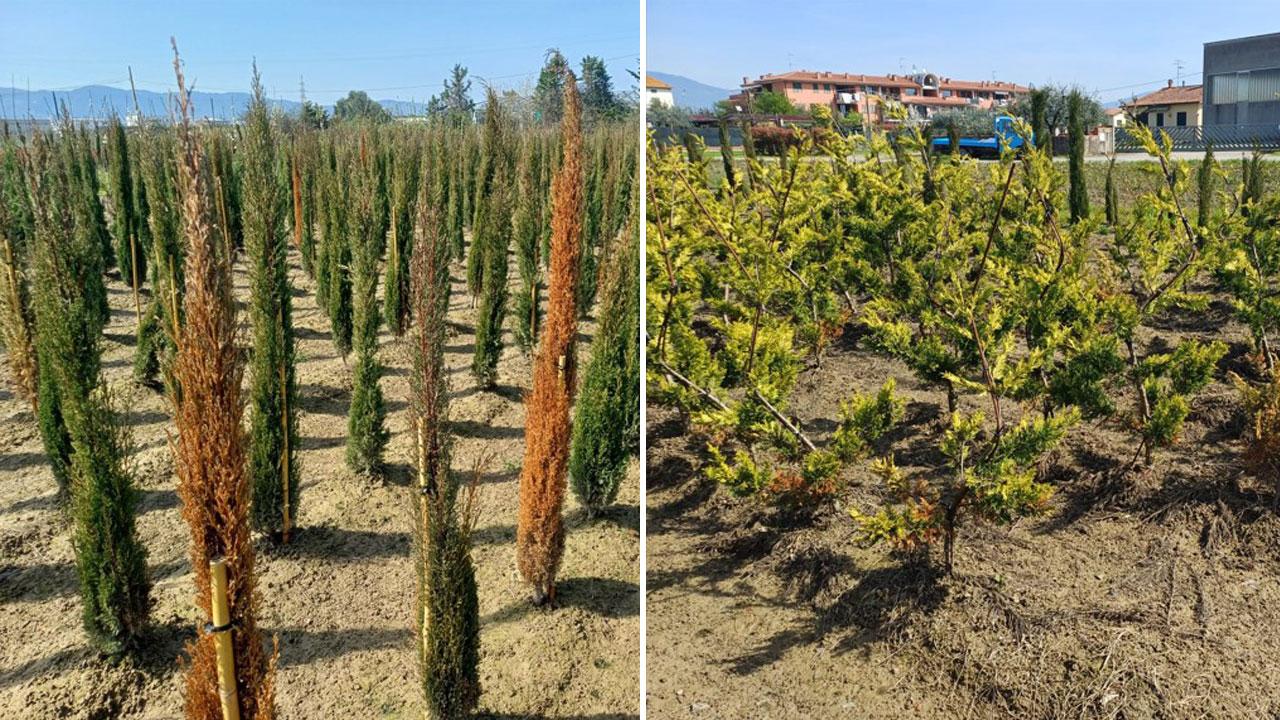 I cipressi colpiti dai funghi e seccati in due vivai della Piana pistoiese